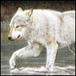 Musya